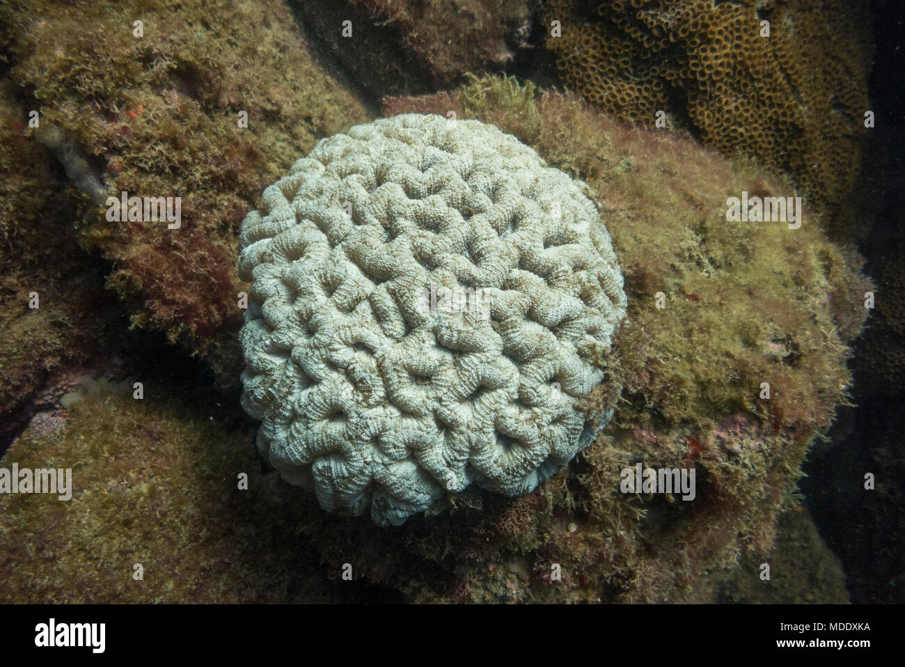 Brain Coral from Ilhabela, SE Brazil Stock Photo