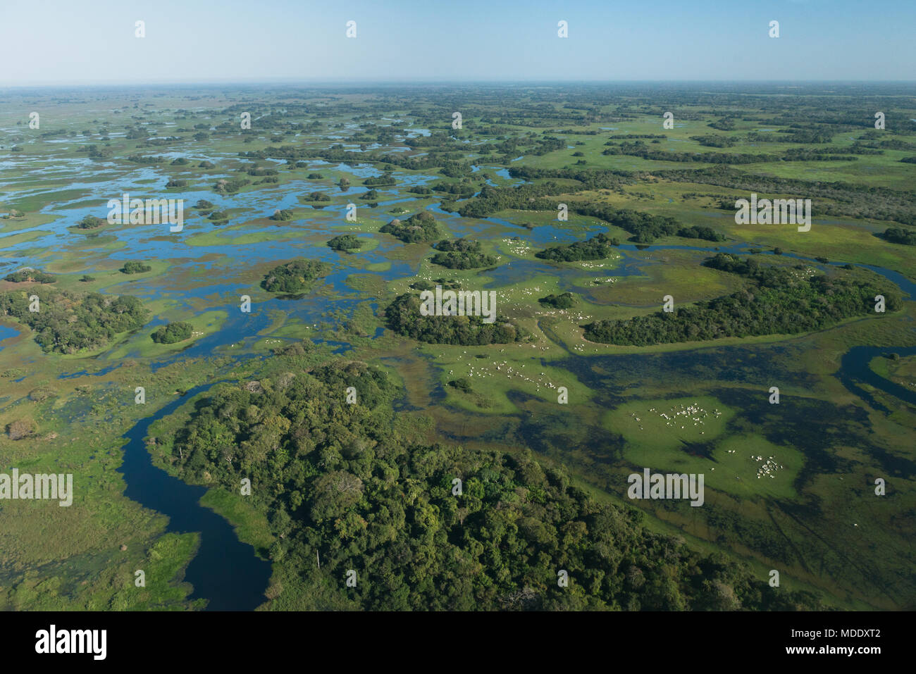 Cattle grazing on islands of dry pasture in the Pantanal of Brazil at the end of the flooding season Stock Photo