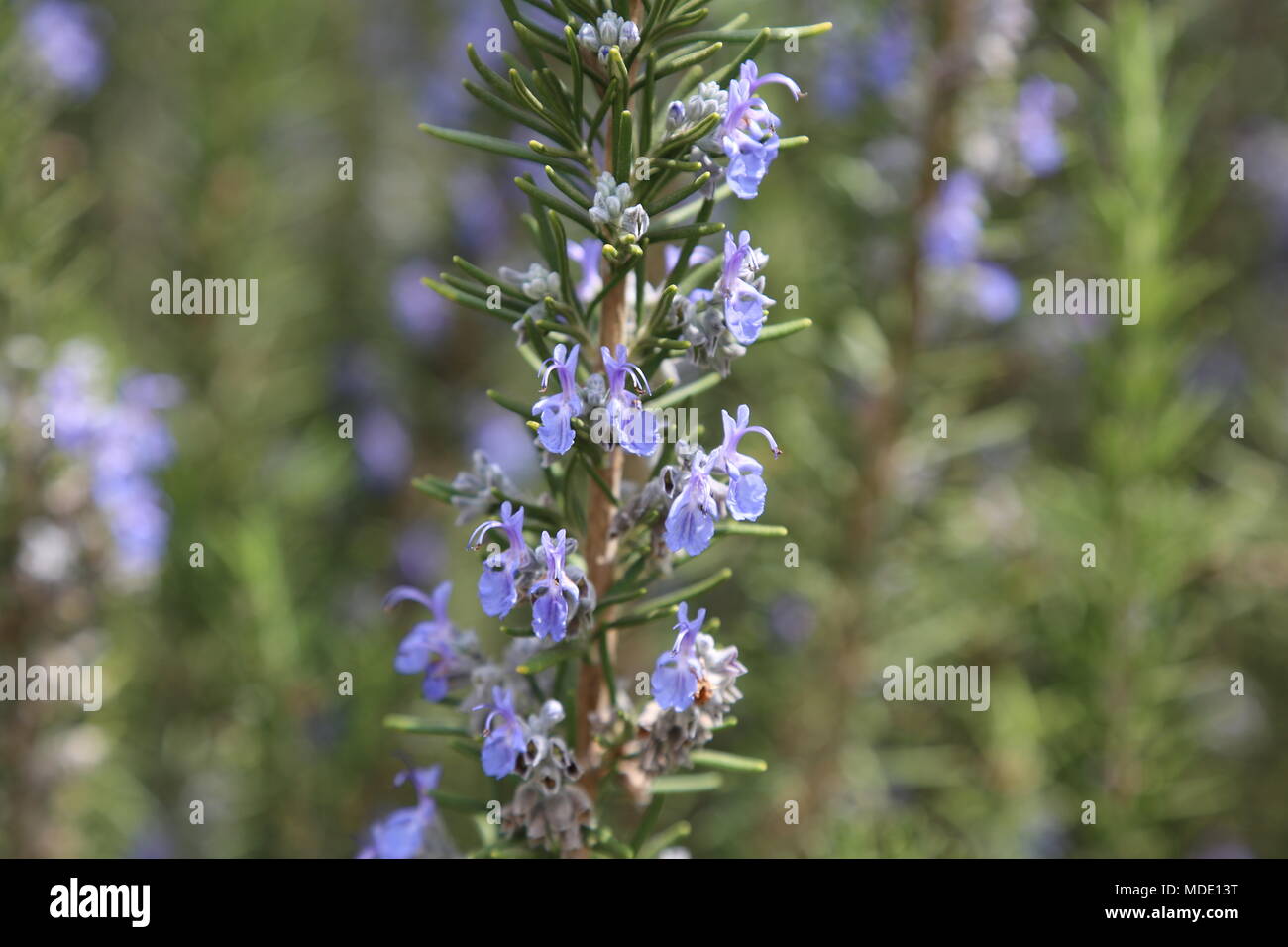 Rosemary Plant Stock Photo Alamy