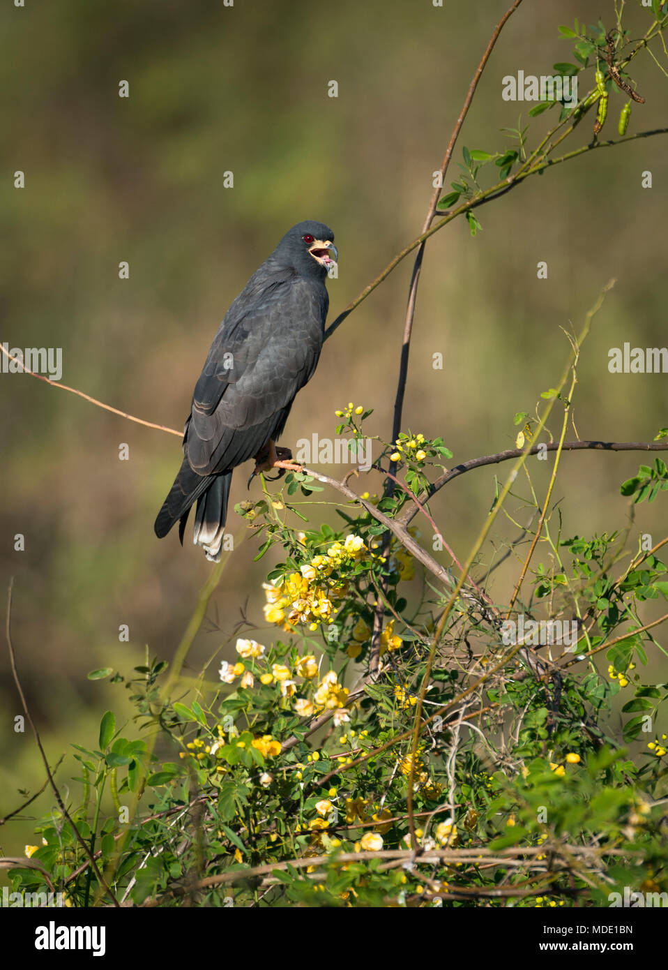 Adult Snail Kite from the Pantanal of Brazil Stock Photo