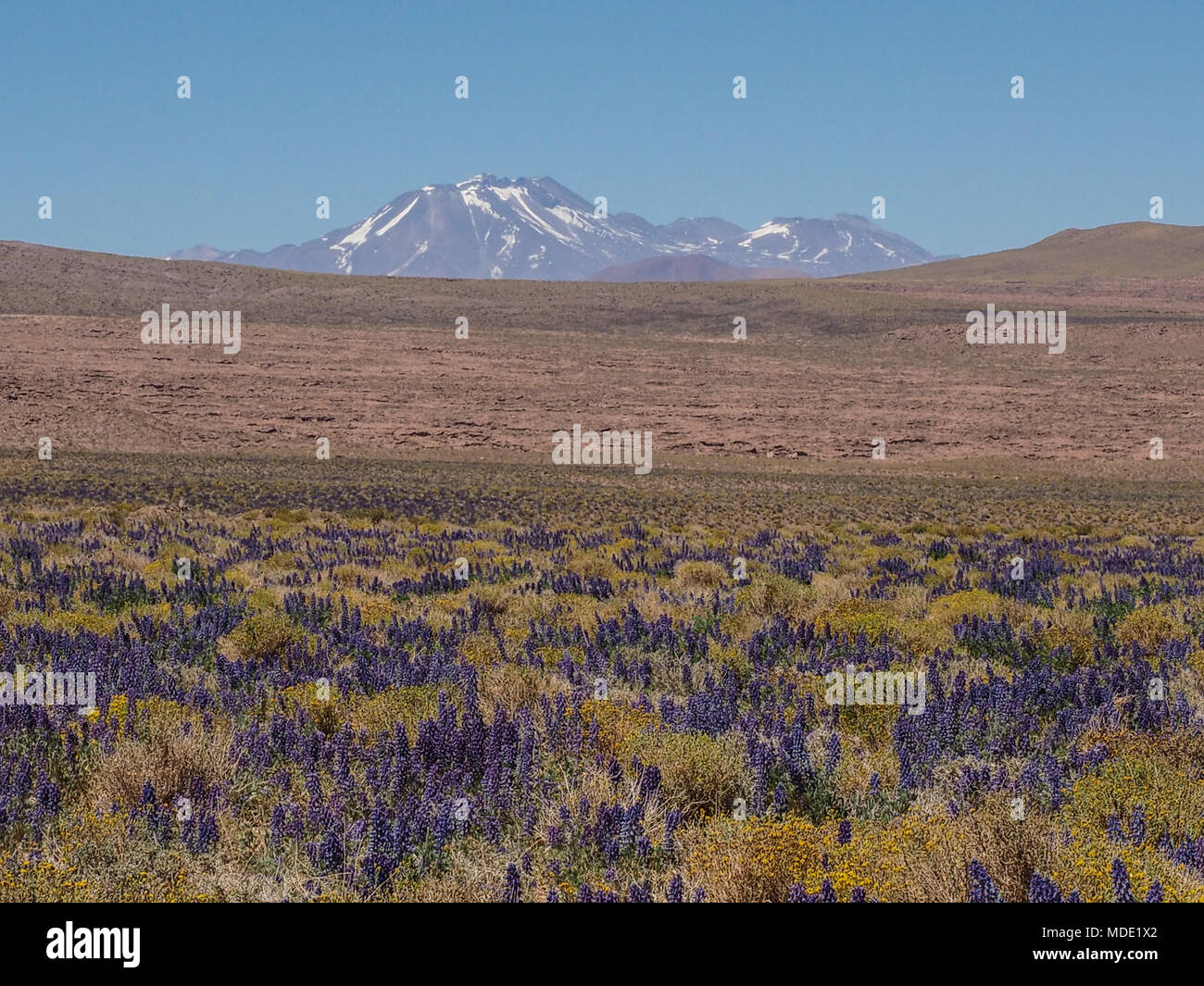 Blooming lupins in the Atacama desert, volcanoes in the background ...