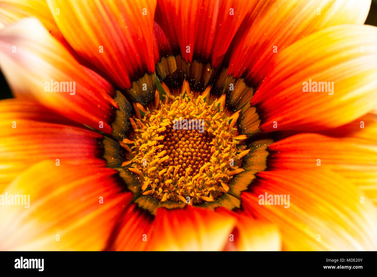 Yellow and orange flower extreme close up, flower centered in frame, vivid colors,saturated, natural light. Stock Photo