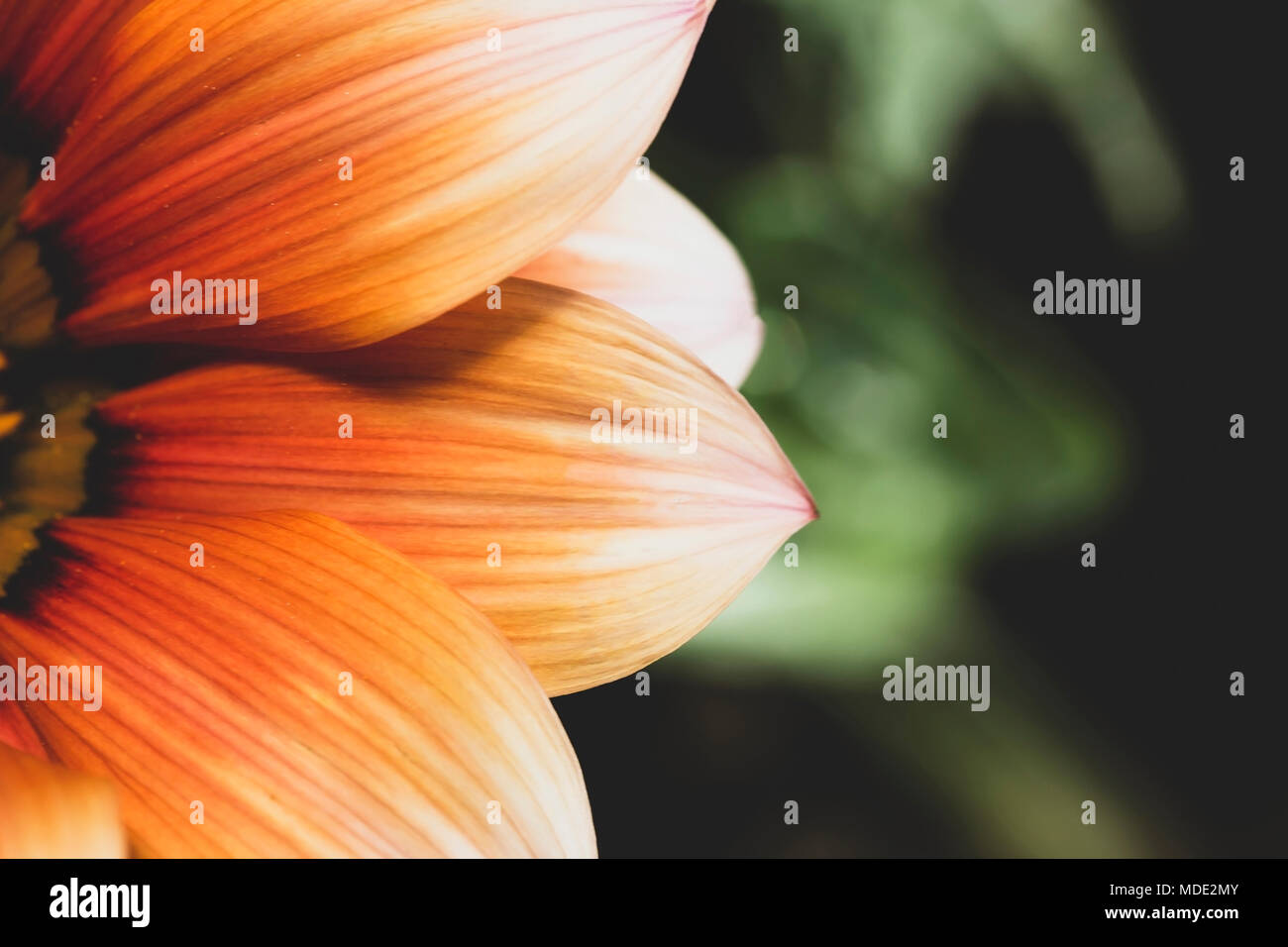 Closeup of orange flower, muted colors. Stock Photo