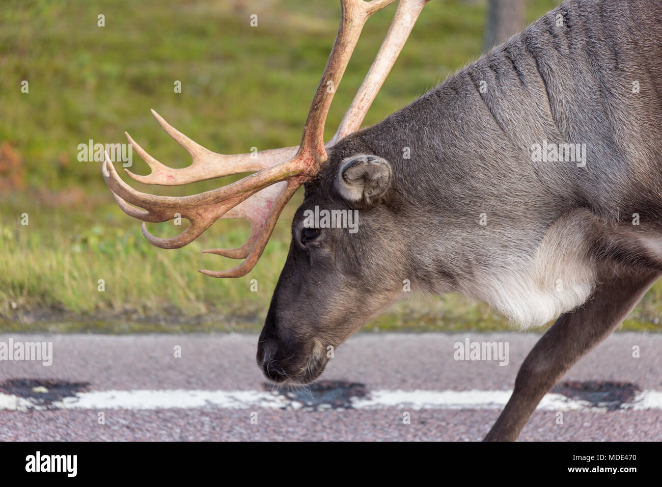 Reindeer with bloody antlers walking on the side of the road Stock Photo