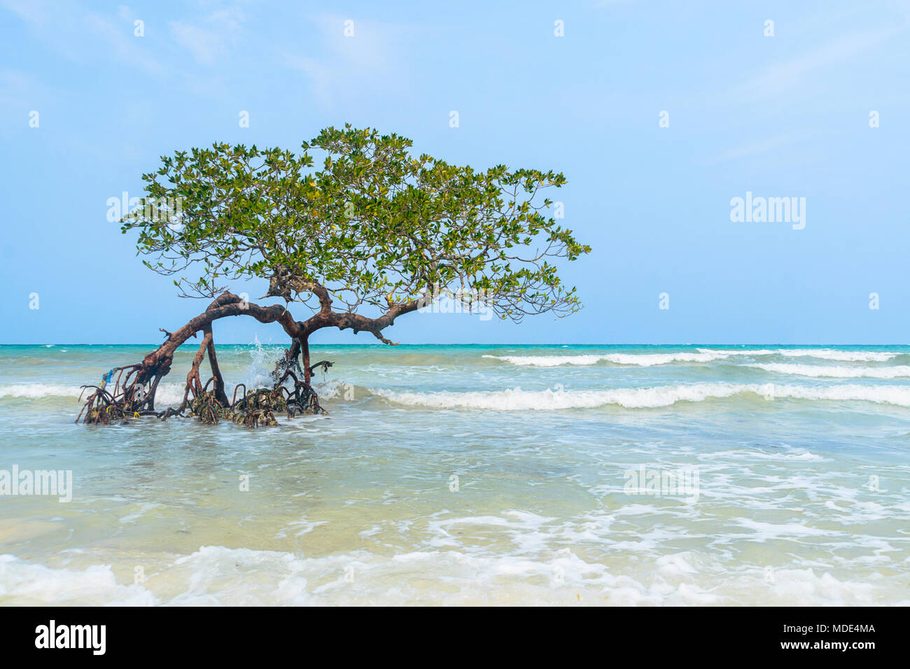 Tree in Paradise, Mangrove hanging over a beach. Caribbean, Cayo Sombrero, Venezuela.Tree in Paradise, Mangrove hanging over a beach. Caribbean, Cayo  Stock Photo