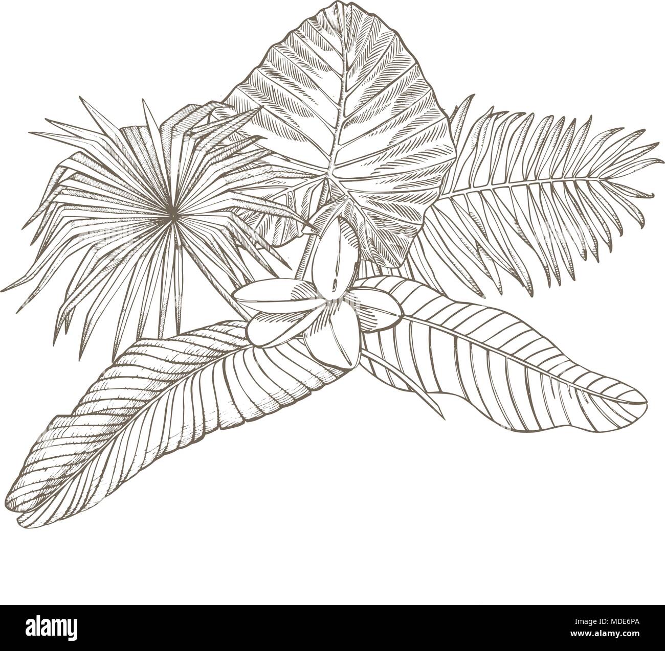 Tropical palm leaves. Vector illustration. Engraved jungle leaves Stock ...