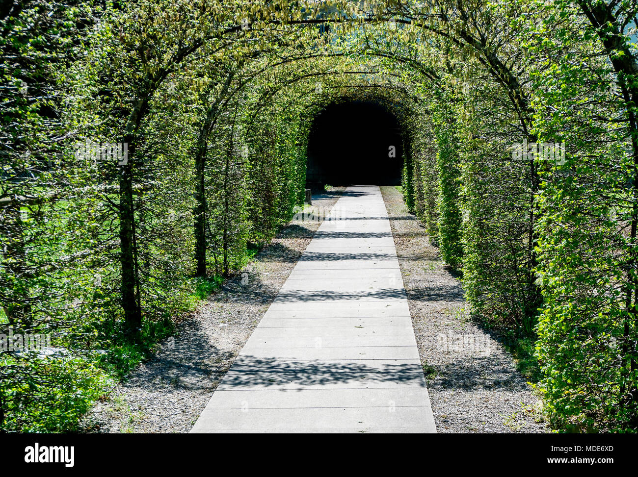Lush Green Archway Of Trees Leading To A Dark Exit Stock Photo Alamy