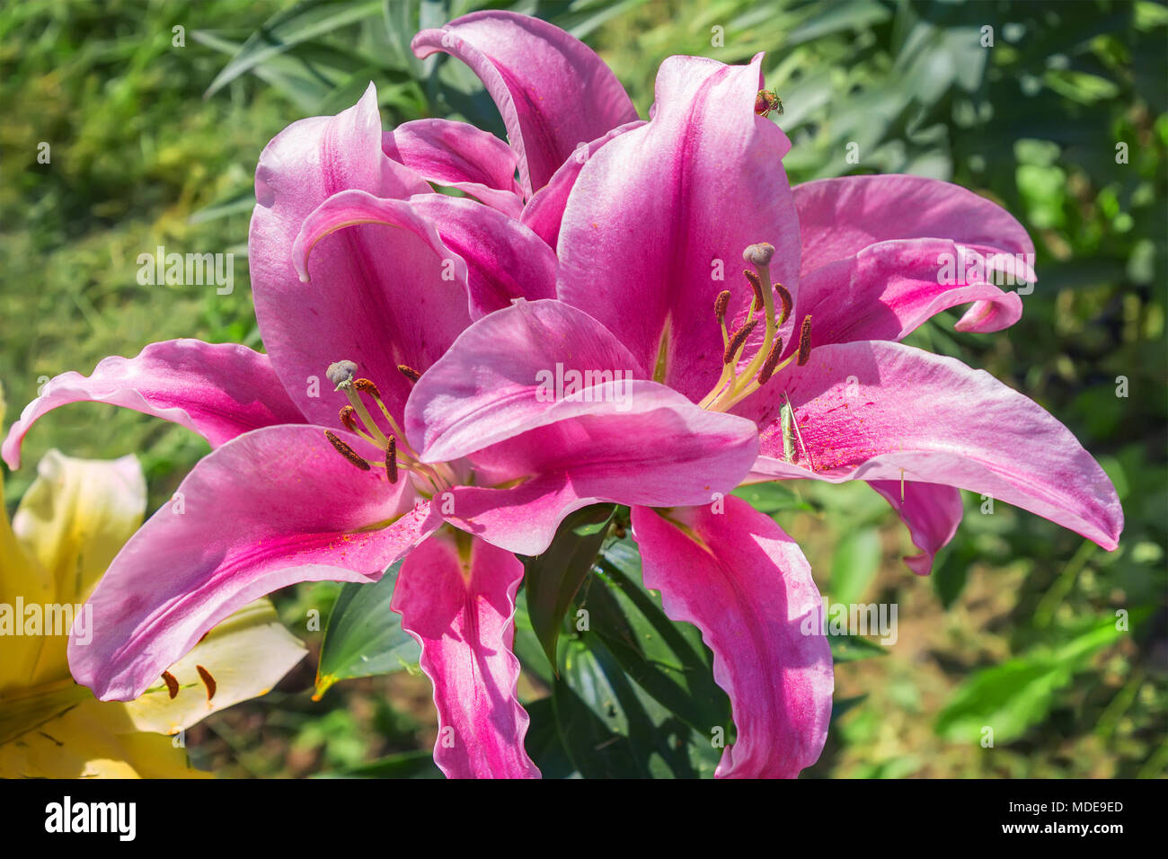 Flowering pink lilies in a garden. Stock Photo