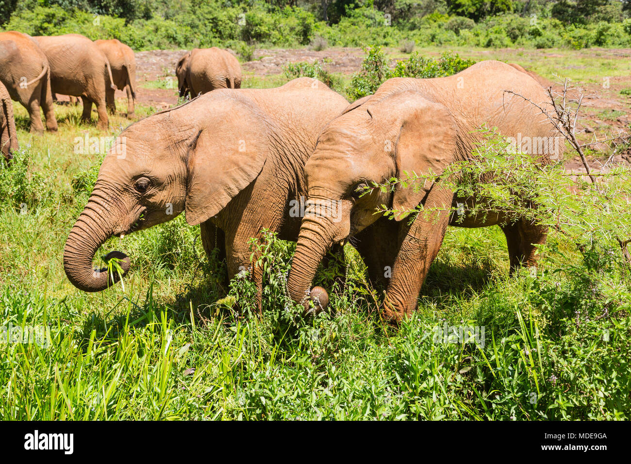 Baby elephants eating plants in open landscape in Nairobi National Park, Kenya. Stock Photo