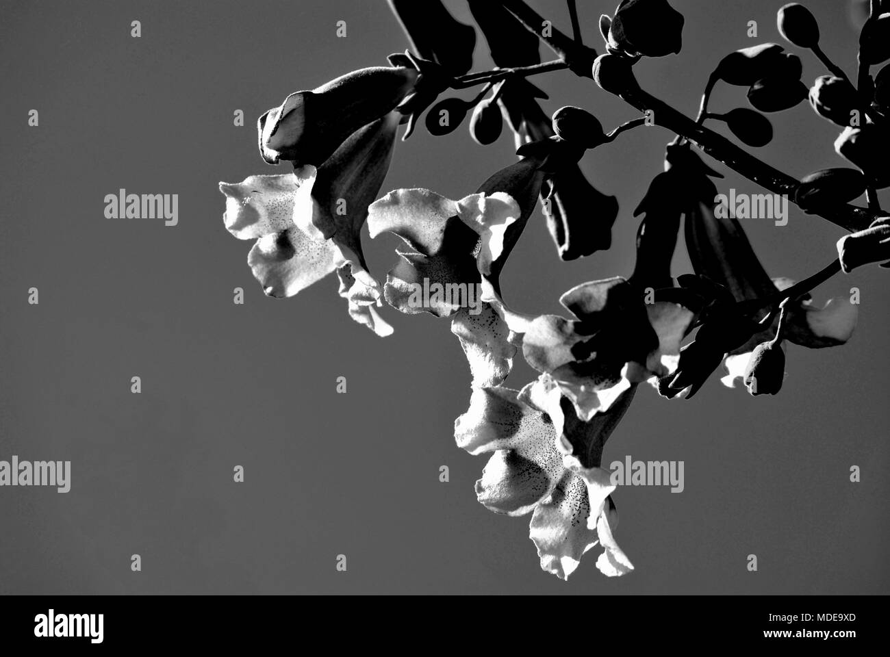 Pavlonia, paulonia flowers. In a neutral, grey background. Stock Photo