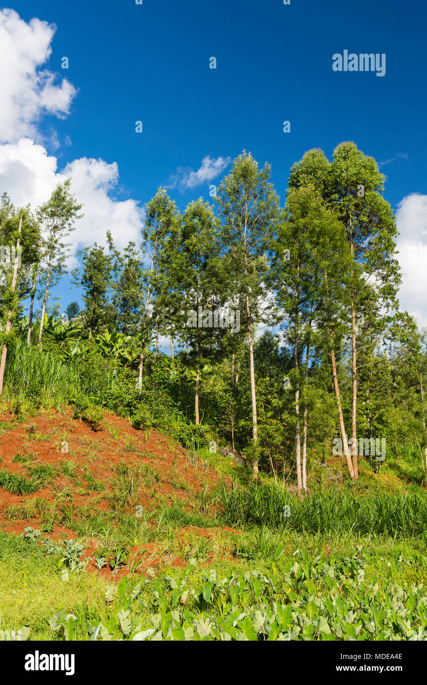 Green landscape in a beautiful valley in the highlands of Kiambu County north of Nairobi in Kenya. Stock Photo