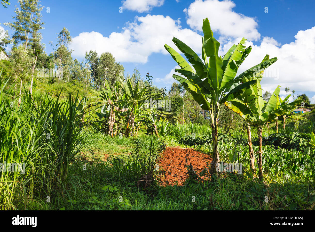 Farm landscape with banana trees and acres in the highland valleys of Kiambu County north of Nairobi in Kenya. Stock Photo