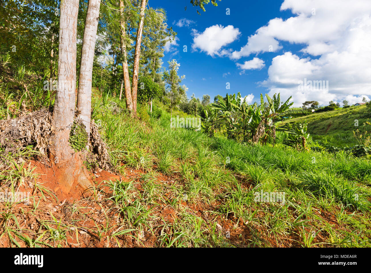Napier Grass crop on red soil in the highland valleys of Kiambu County north of Nairobi in Kenya. Stock Photo
