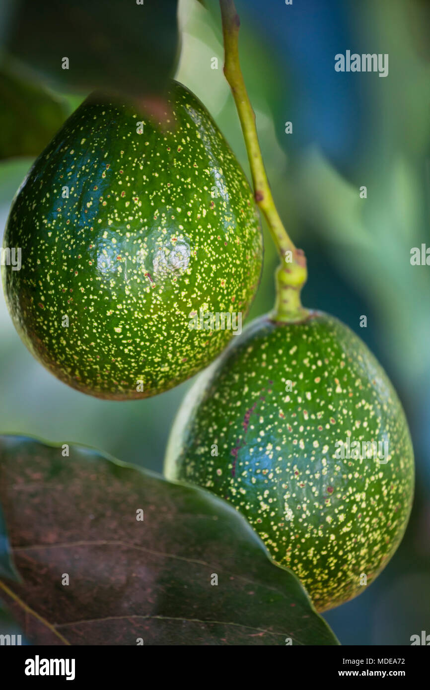 Kenya tree fruit hires stock photography and images Alamy