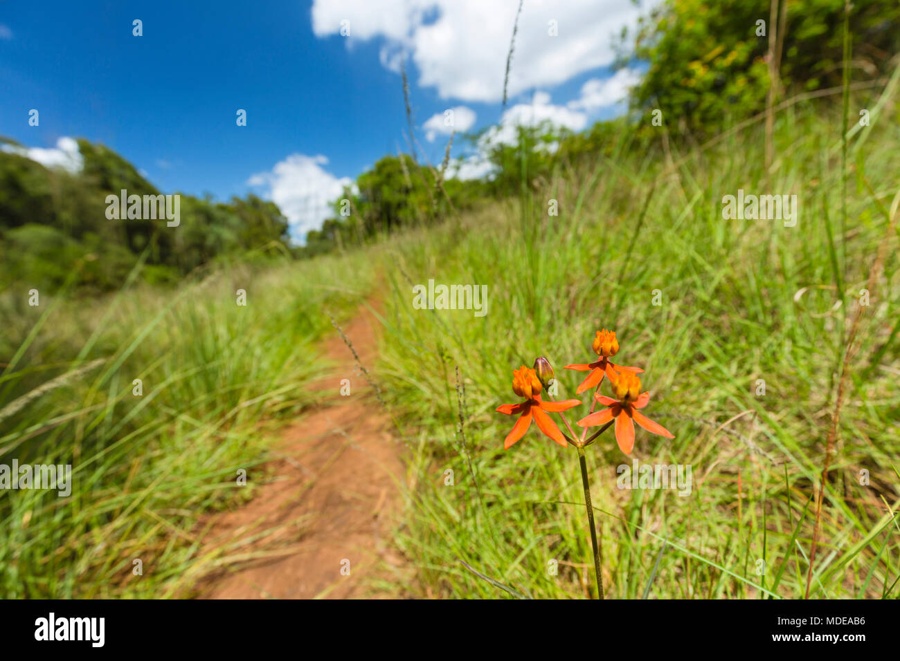 Unknown orange flower on a glade in Karura Forest, Nairobi, Kenya with selective focus. Stock Photo