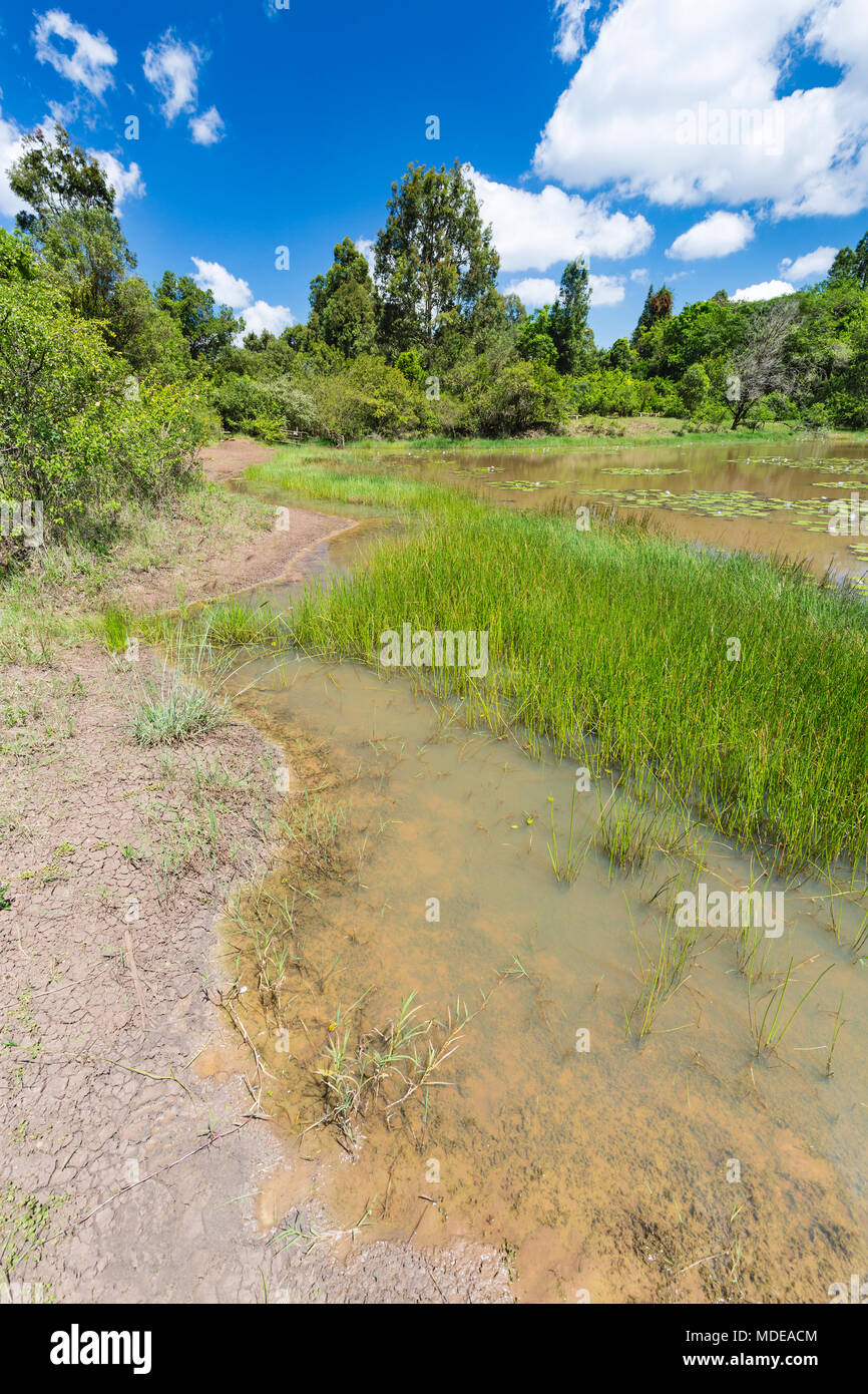 The beautiful Lily Lake in Karura Forest, Nairobi, Kenya with blue sky. Stock Photo