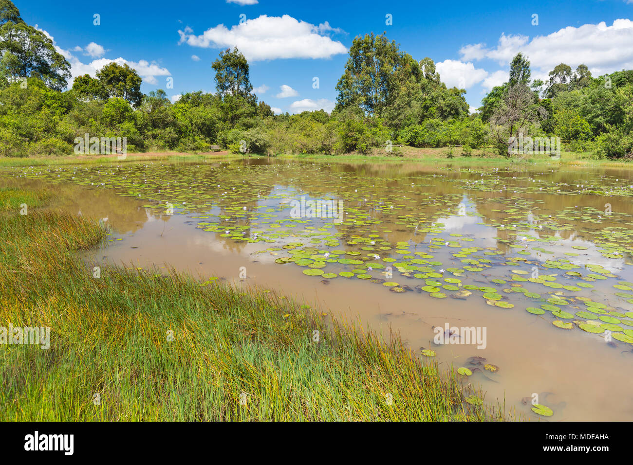 A small lake in Karura Forest with many beautiful water lilies, Nairobi, Kenya with blue sky. Stock Photo