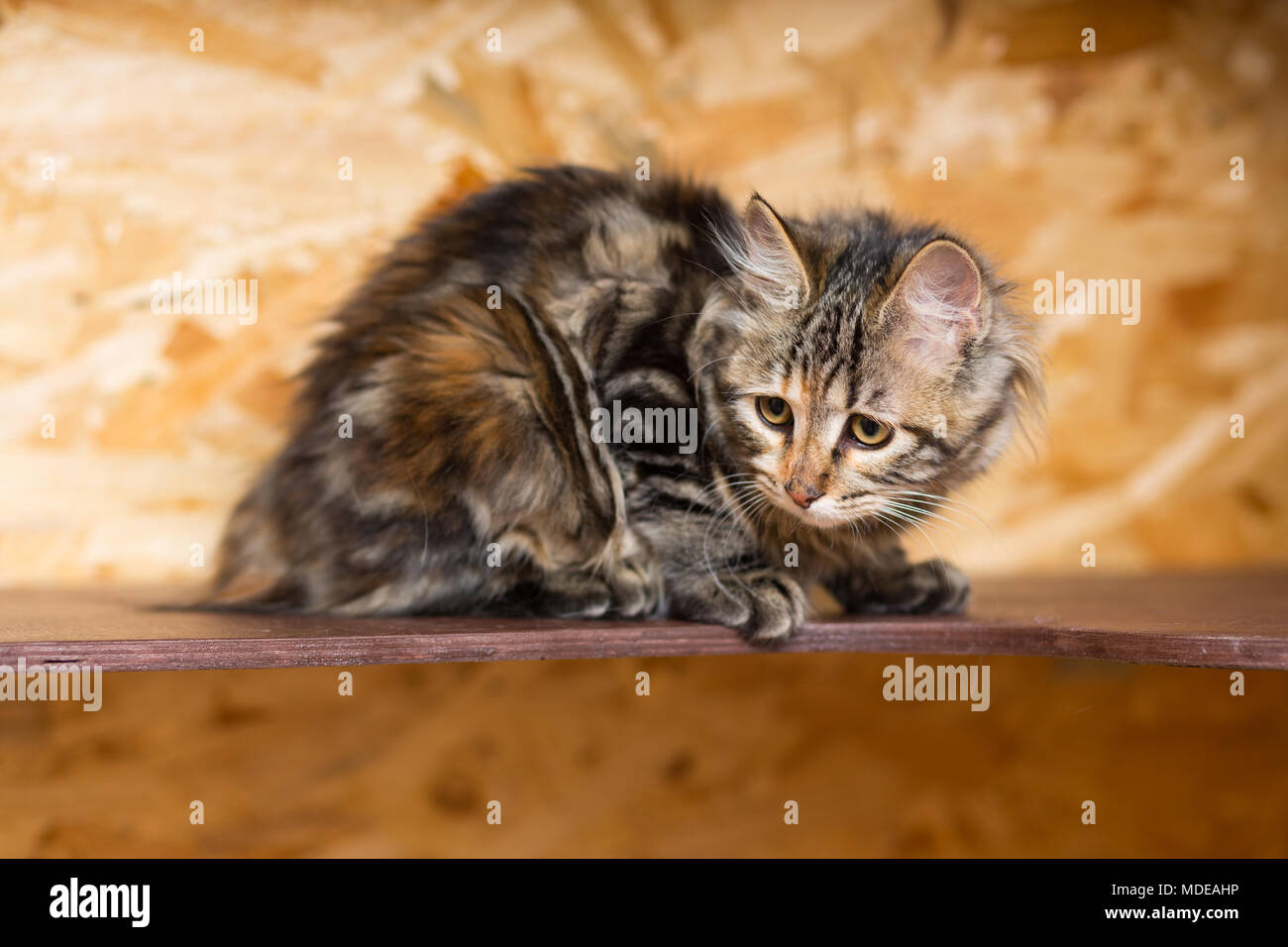 Kurilian Bobtail Cat High Resolution Stock Photography And Images Alamy