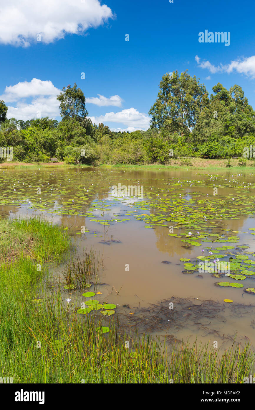 Hundreds of water lilies in a lake in Karura Forest, Nairobi, Kenya with blue sky and fresh grass in the foreground. Stock Photo
