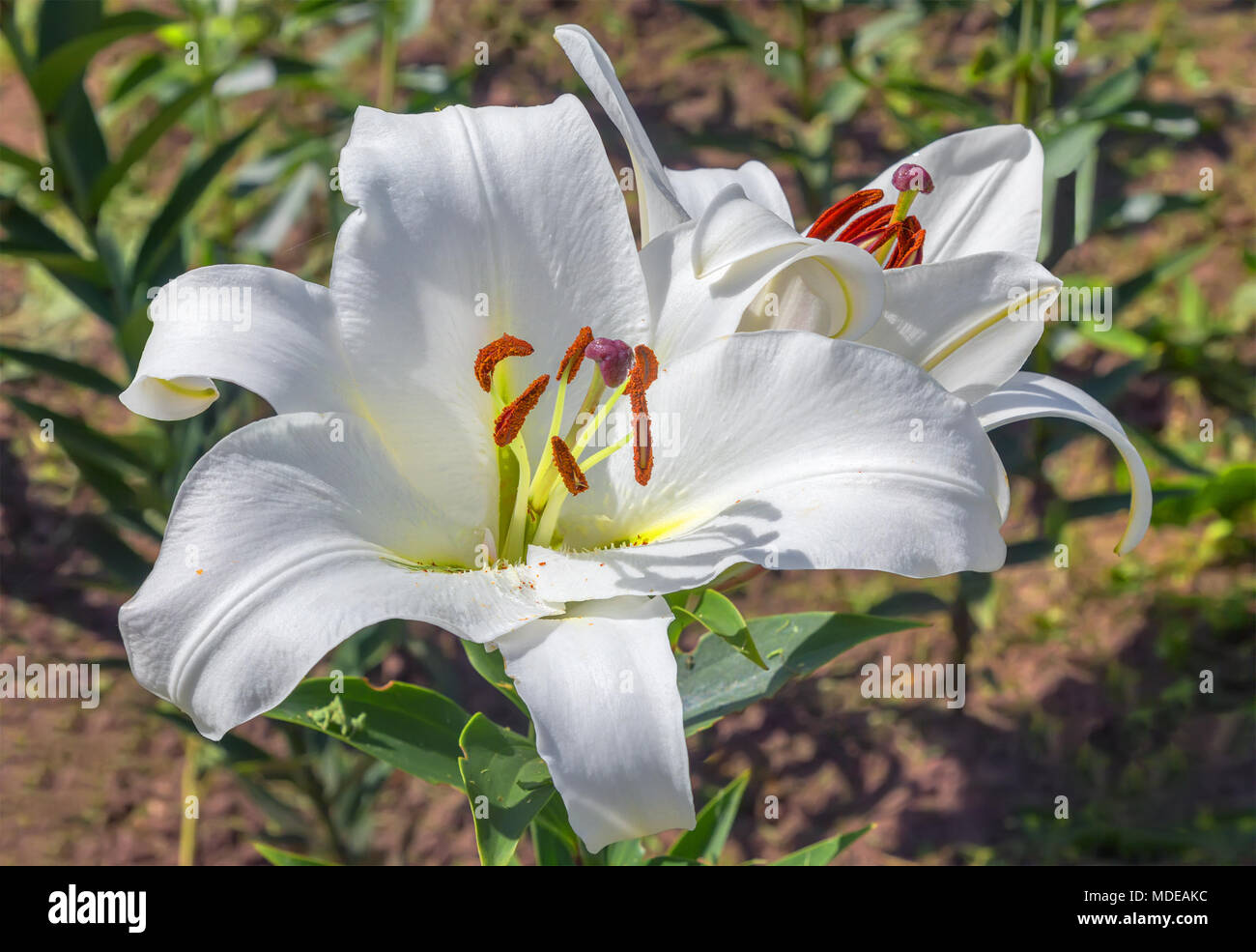 White lilies hires stock photography and images Alamy