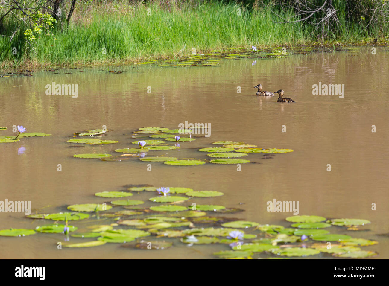 Ducks and water lilies in a lake in Karura Forest, Nairobi, Kenya. Stock Photo