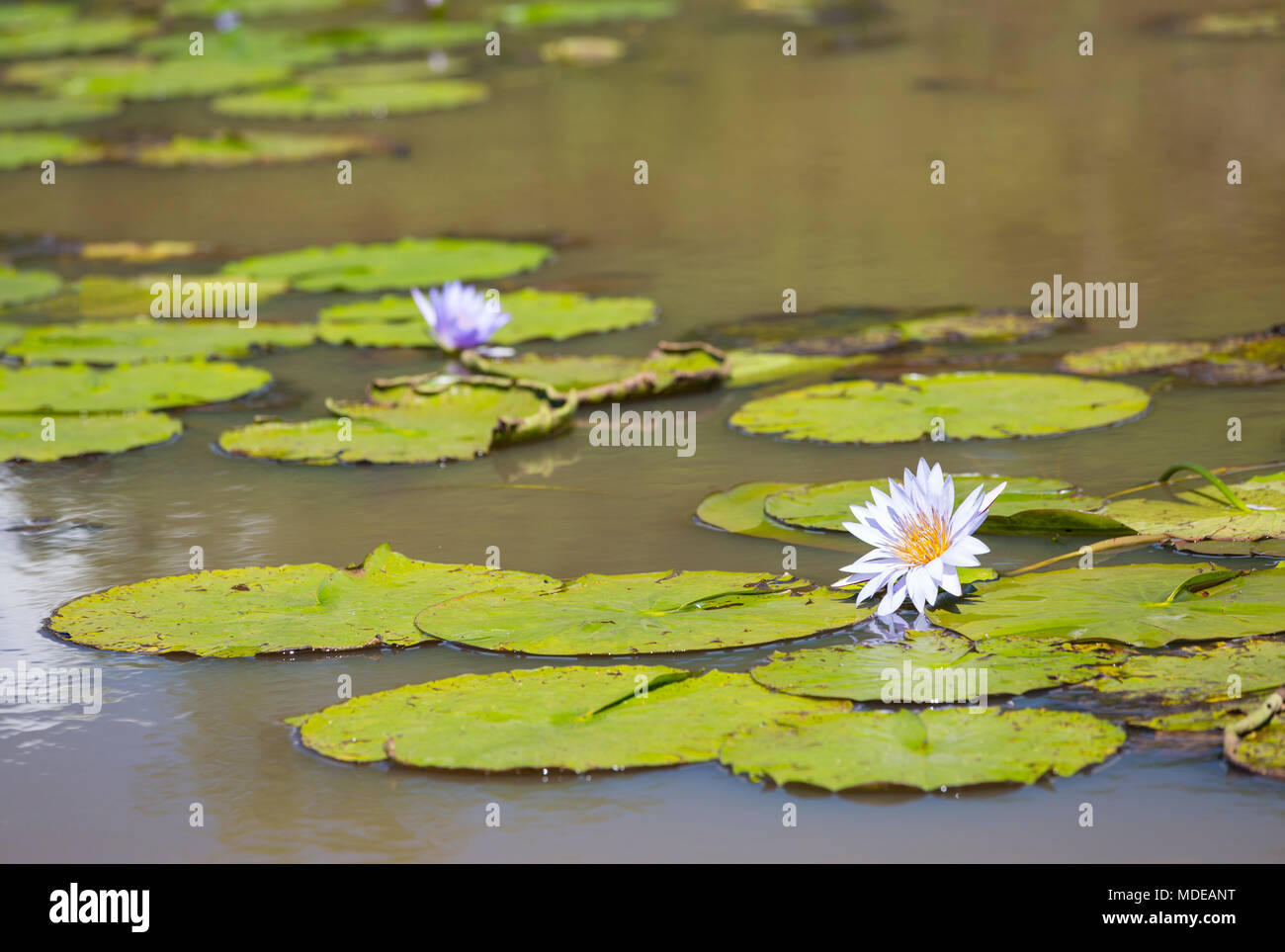 Beautiful water lilies in a lake in Karura Forest, Nairobi, Kenya. Stock Photo