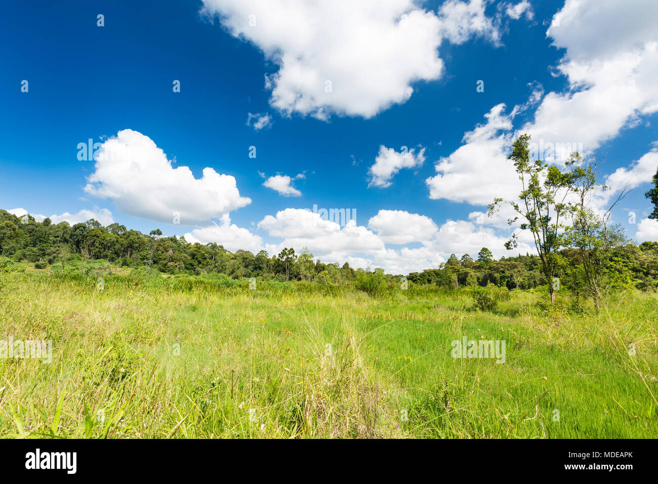 Glade in Karura Forest, Nairobi, Kenya with deep blue sky and some clouds. Stock Photo