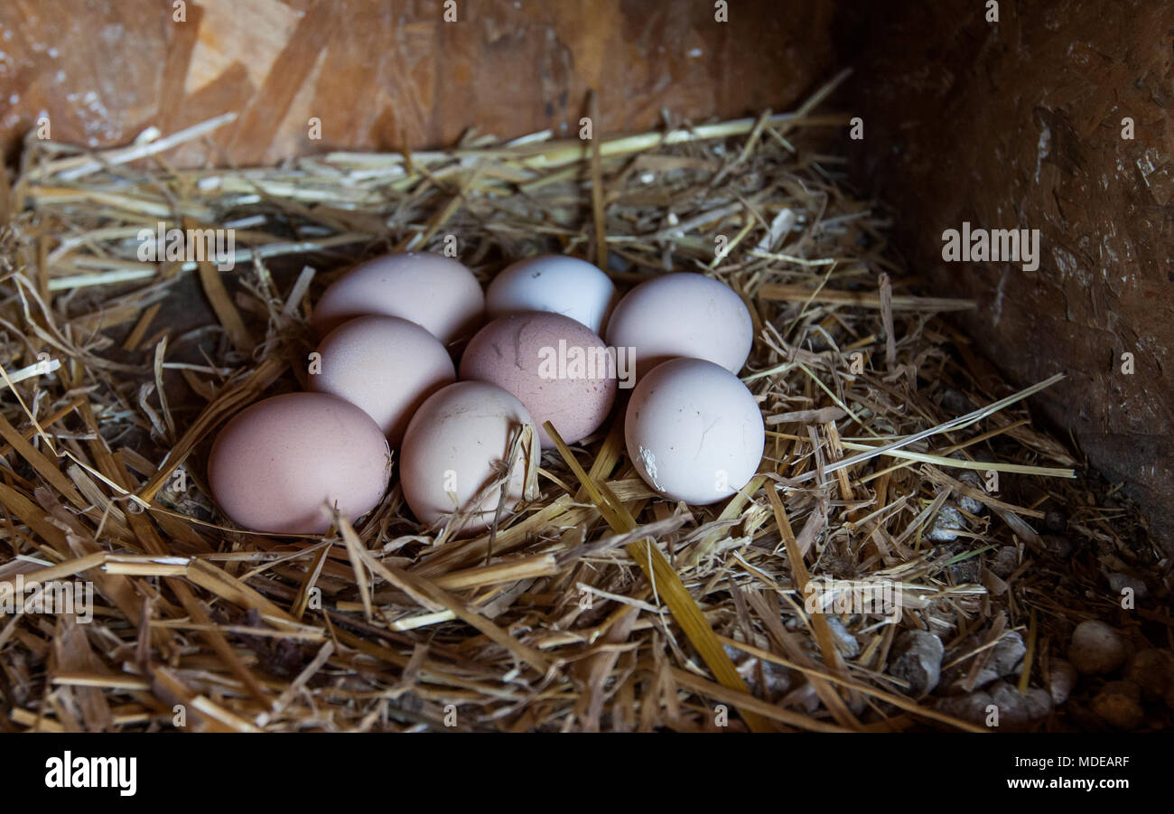 Fresh chicken domestic organic eggs in nest on farm Stock Photo - Alamy