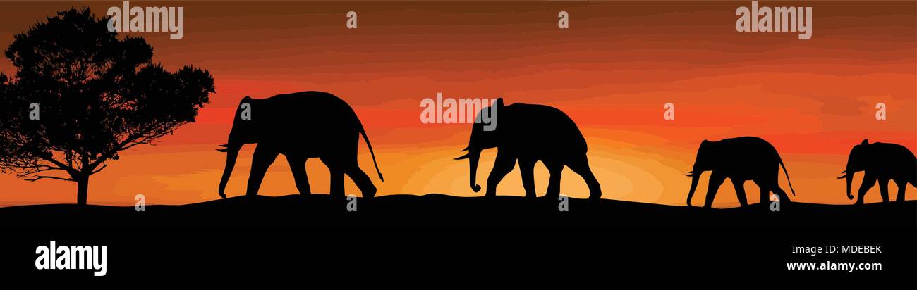 Elephants silhouette and tree in the savannah on beautiful on sunset ...