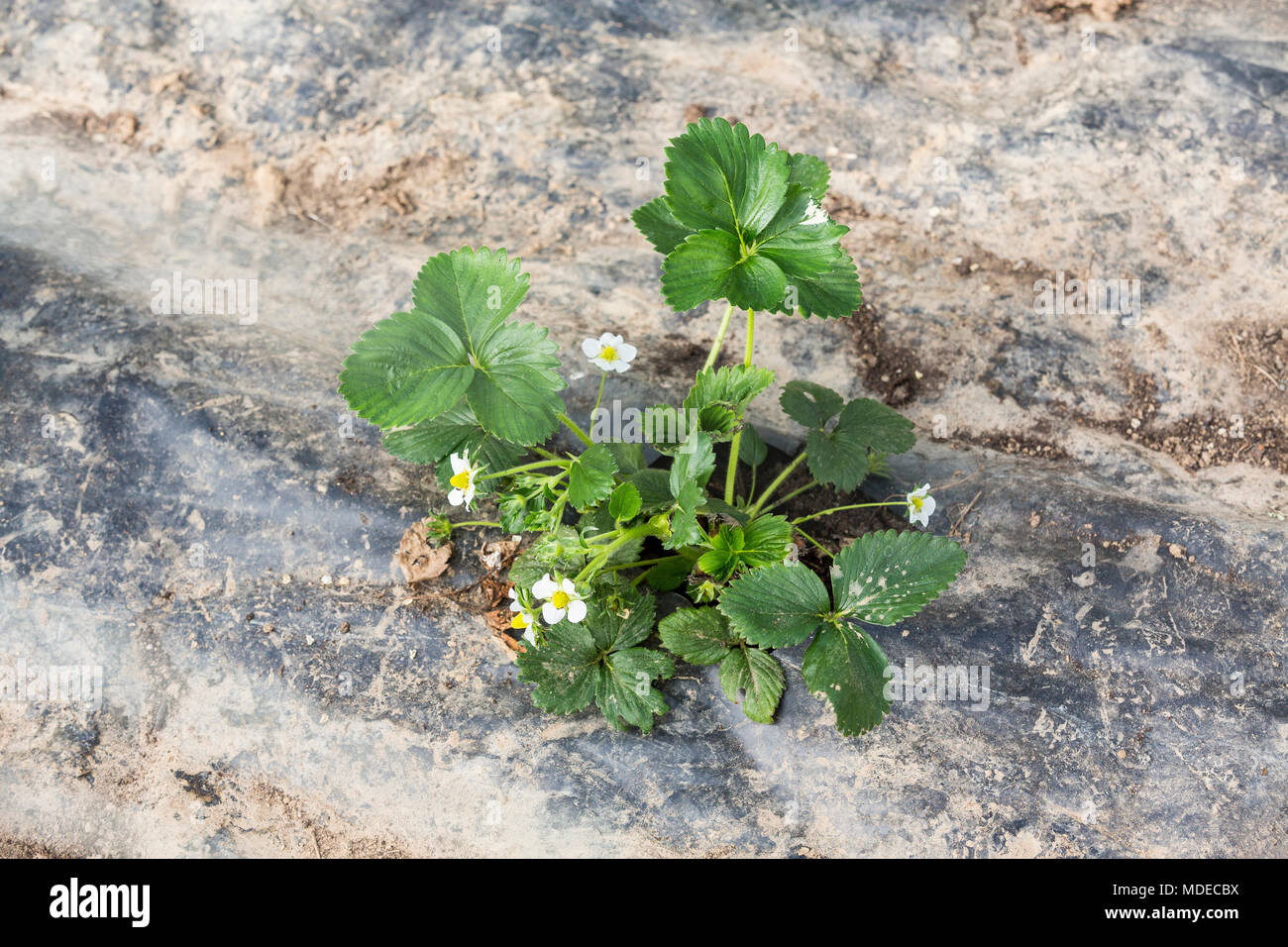 Young Plant Strawberry in the garden Stock Photo - Alamy