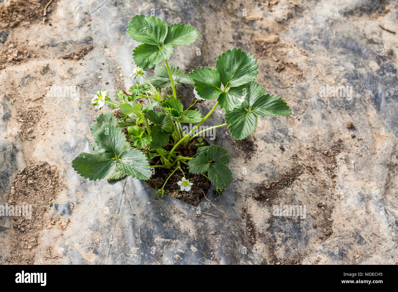 Young Plant Strawberry in the garden Stock Photo - Alamy