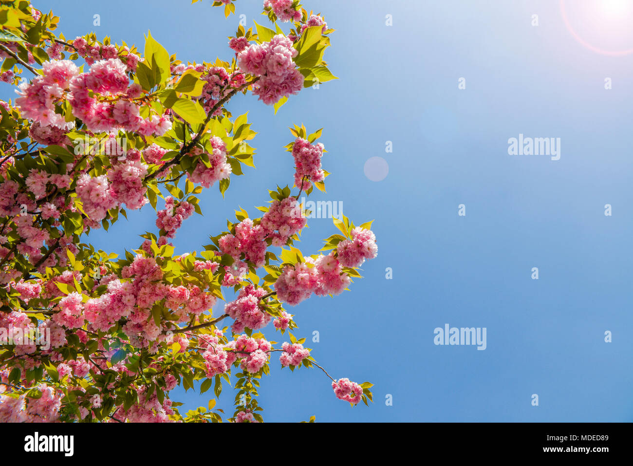 Beautiful cherry blossom sakura in spring time over blue sky with sun ...