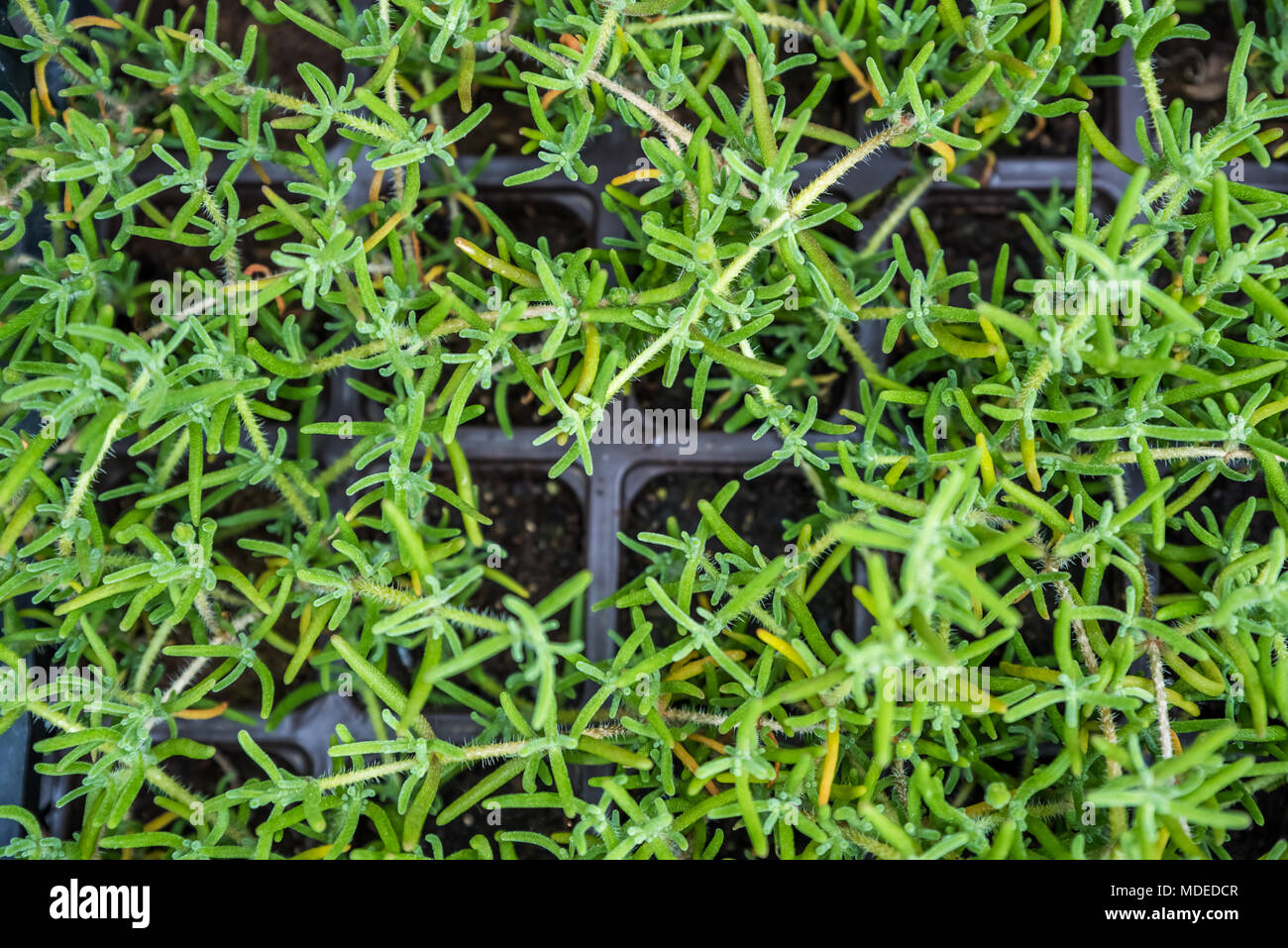Perennial mesembryanthemum hires stock photography and images Alamy