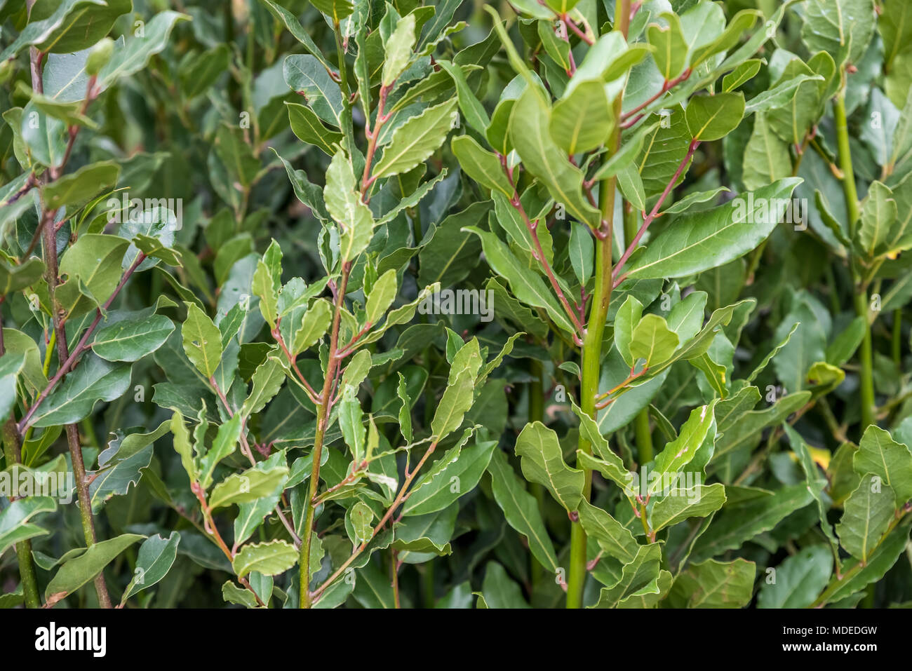 Laurus nobilis hi-res stock photography and images - Alamy