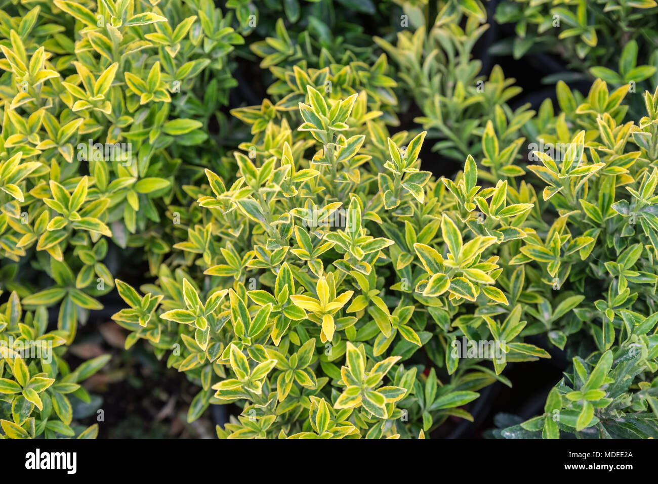 Gold Variegated Foliage Stock Photos Gold Variegated Foliage