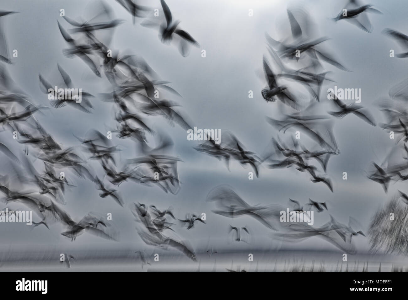Abstract picture from a gruop seabirds on the air Stock Photo