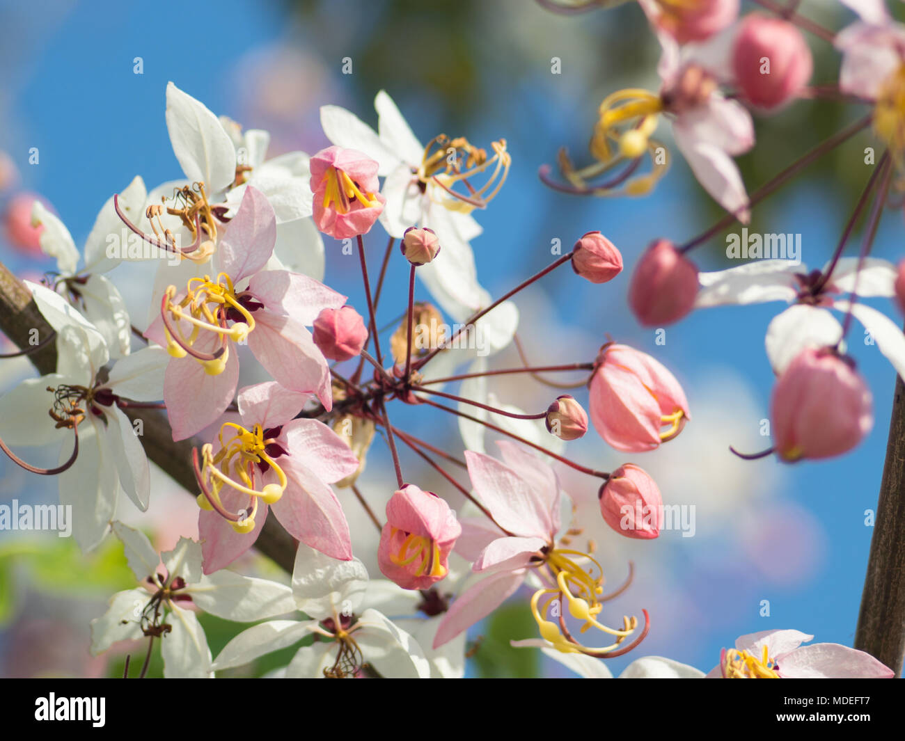 Pink Shower flowers or wishing tree or Cassia Bakeriana with blue sky background Stock Photo