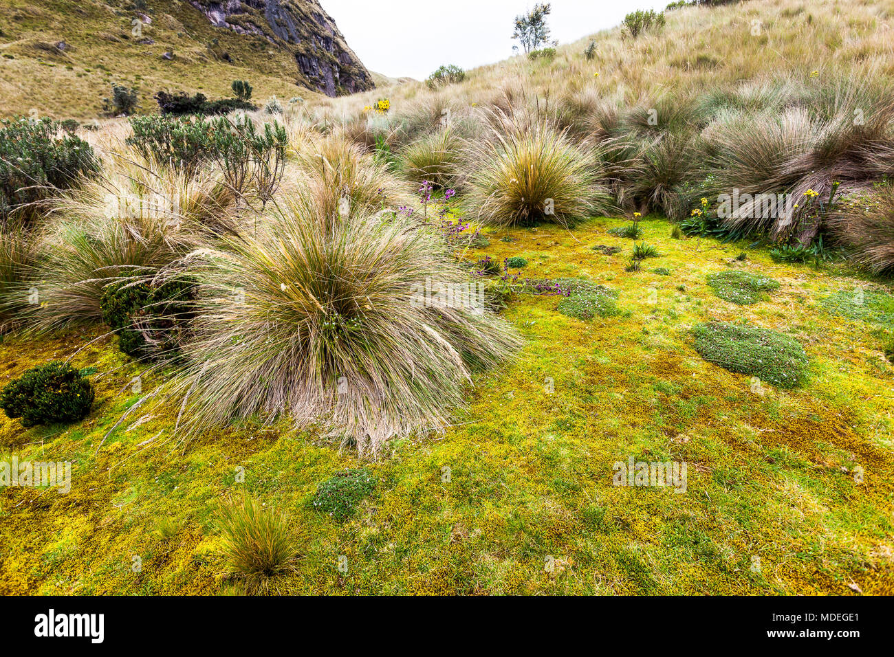 beautiful small wild garden of the Ecuadorian Andes moor Stock Photo ...