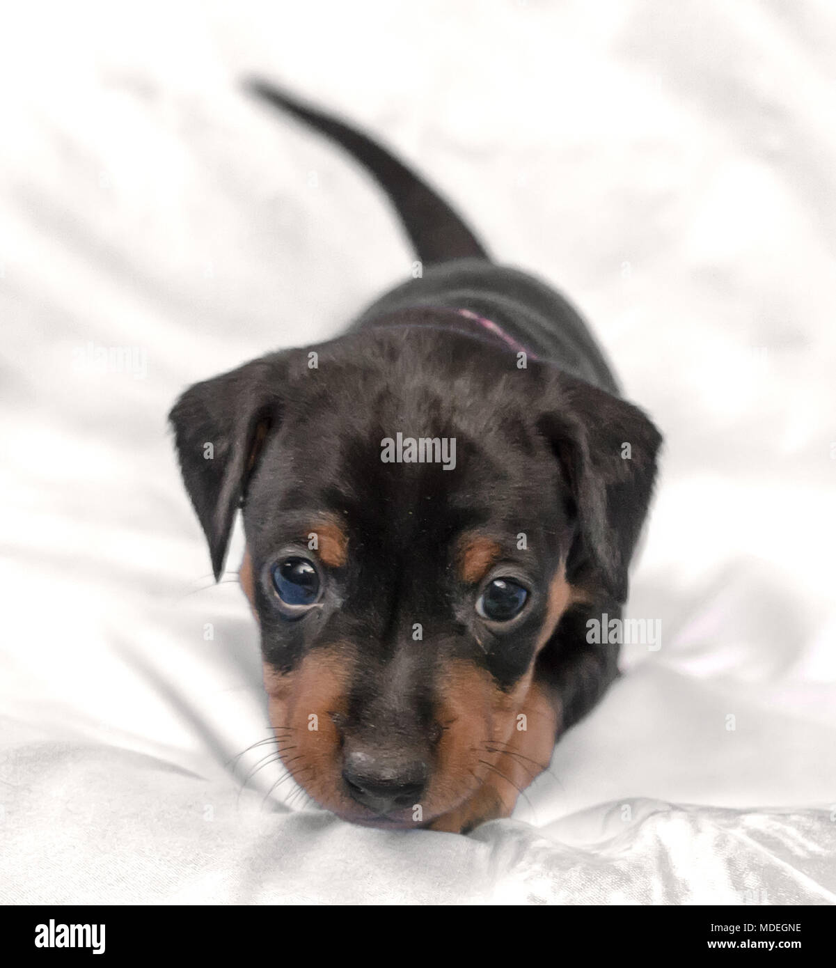 Black Miniature Pinscher Puppy 1 Month Old Stock Photo Alamy