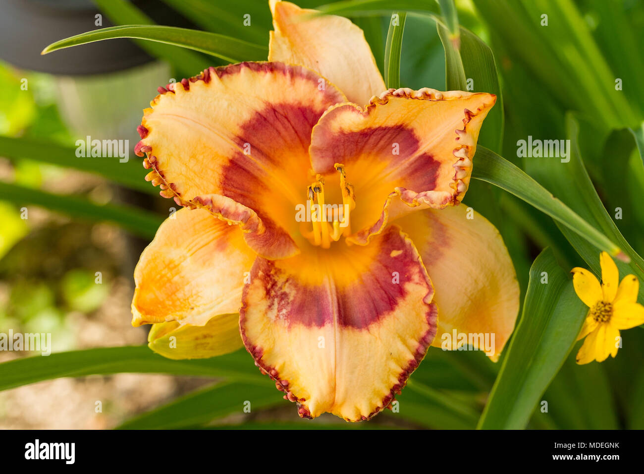a yellow gold lily with a green background Stock Photo