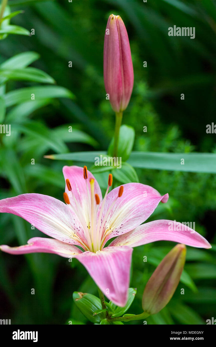 two pink lilies one open and one still closed Stock Photo - Alamy