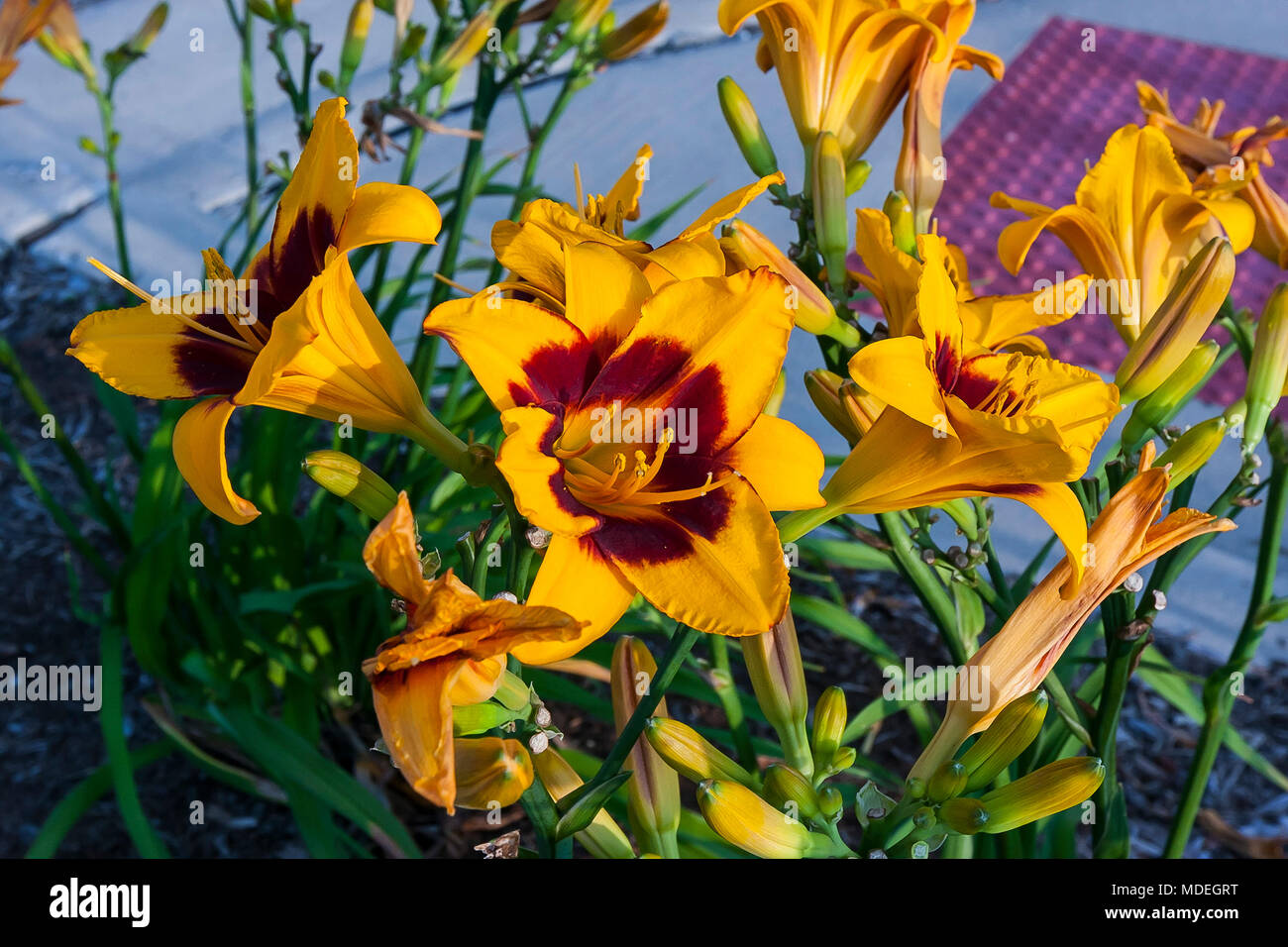 Group of lilies hires stock photography and images Alamy