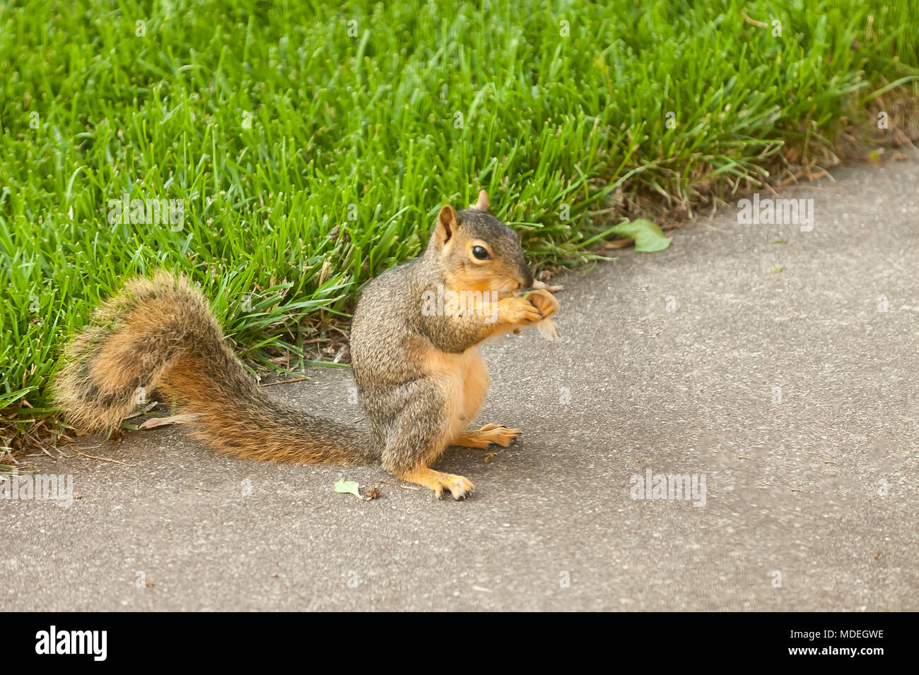 Fox squirrel hires stock photography and images Alamy