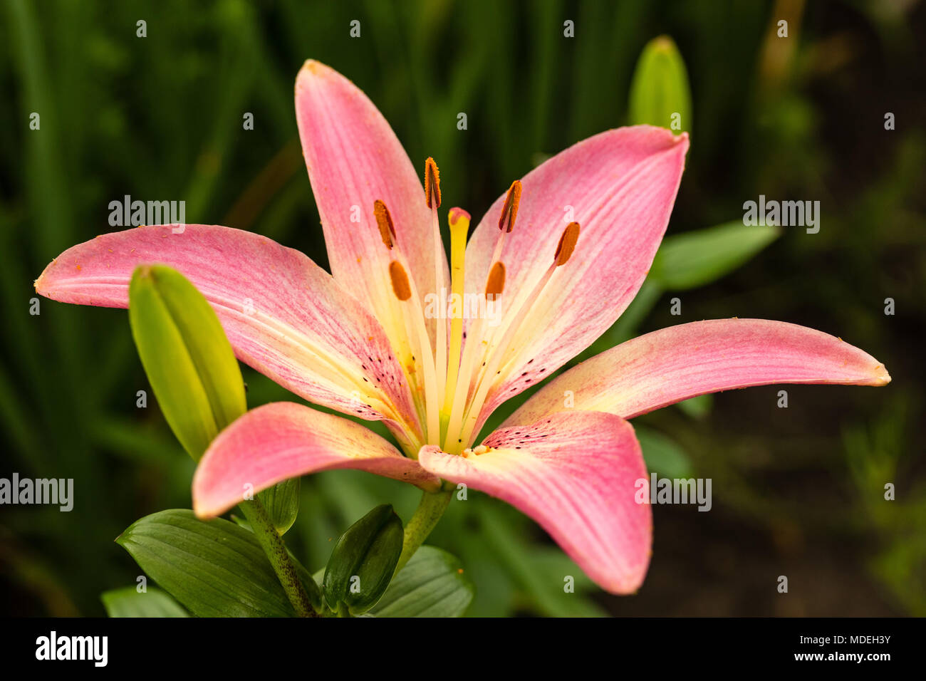 a brilliant pink lily newly opened in the garden Stock Photo