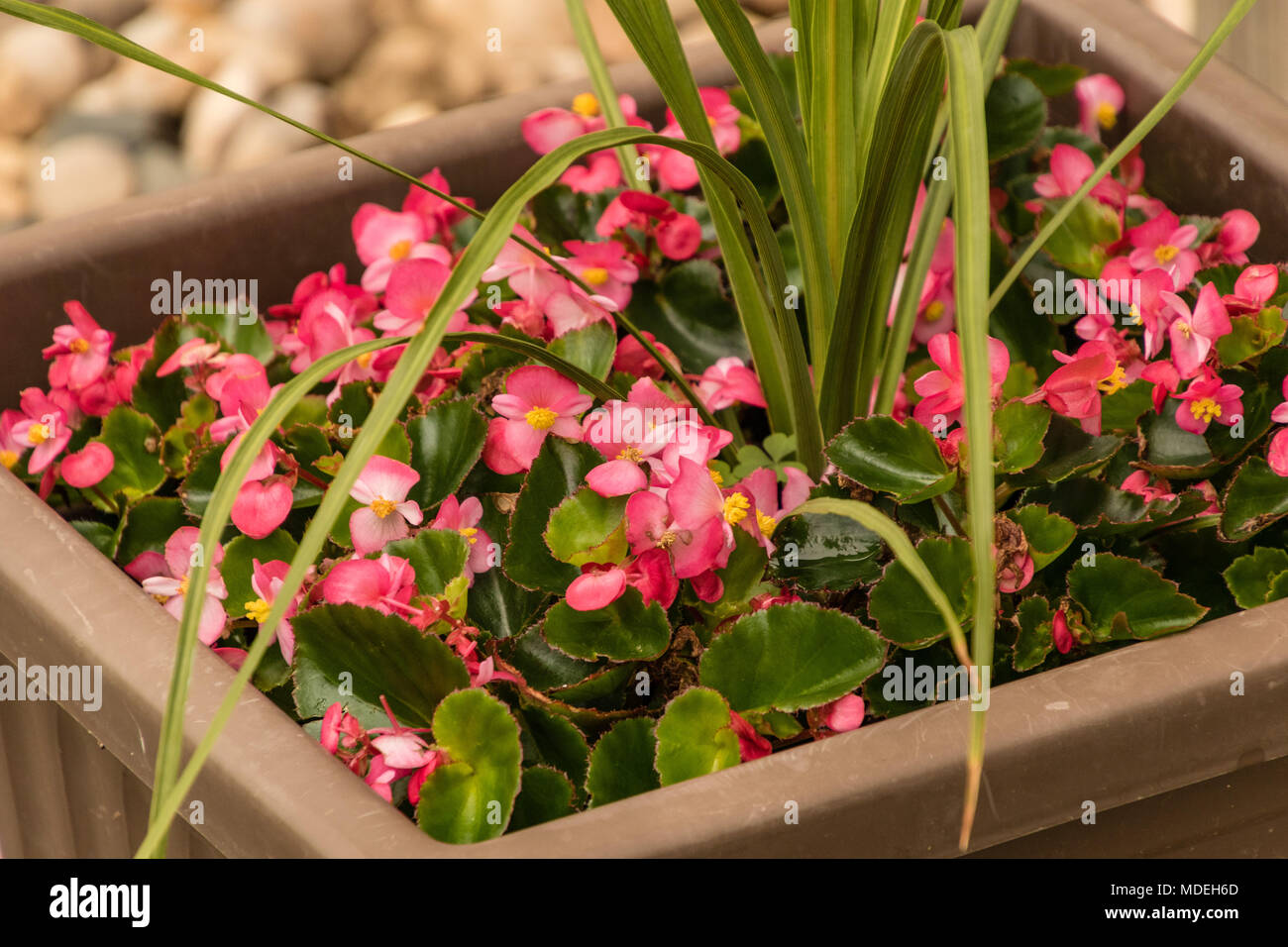 pink begonias growing in a brown planter box Stock Photo