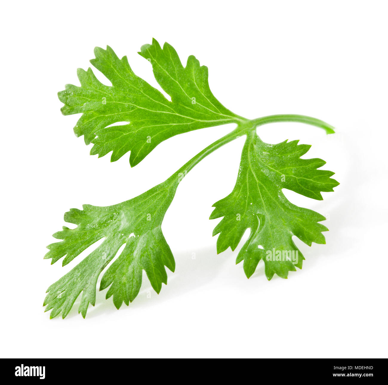 Coriander leaves isolated on white background, closeup, with clipping