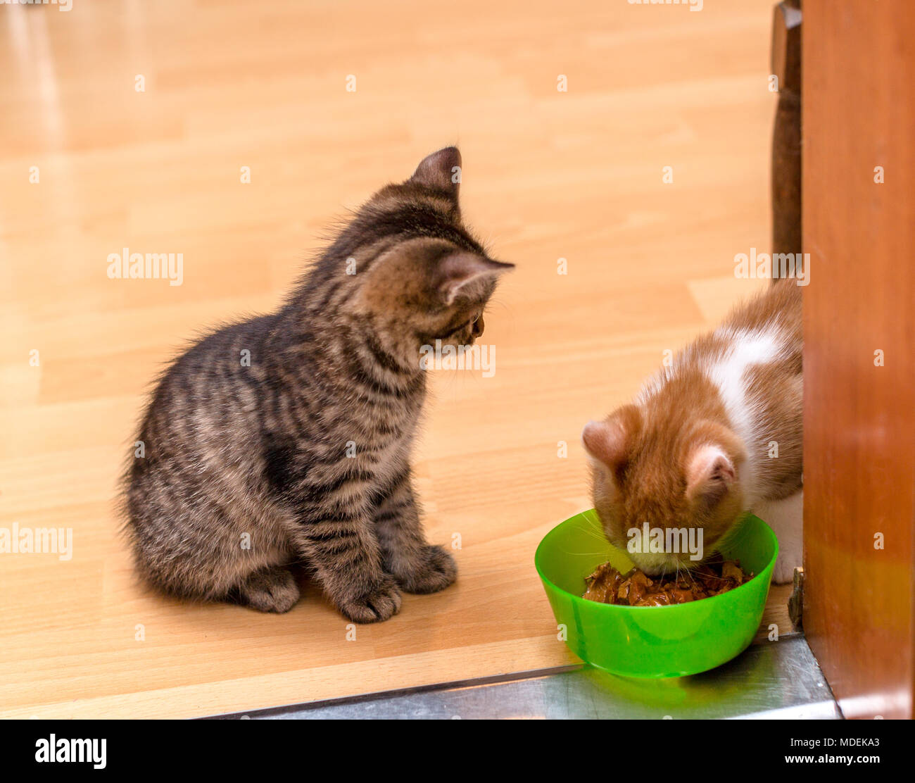 A ginger and white kitten eating a soft canned cat food from a green bowl. Tabby kitten sitting and looking. Two little cute kittens Stock Photo