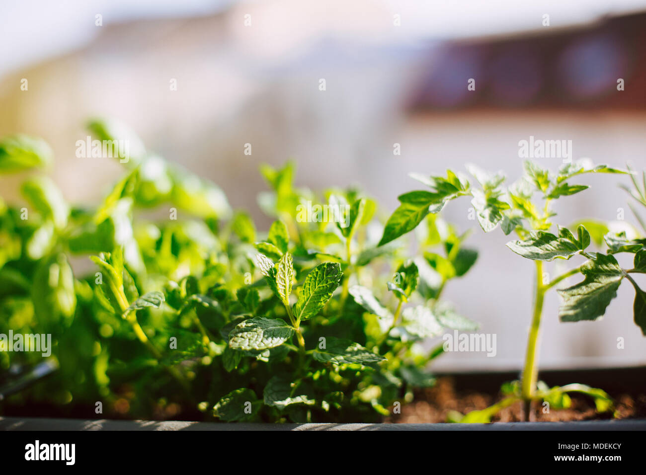 flower-box with peppermint and young tomato plant growing on the balcony Stock Photo