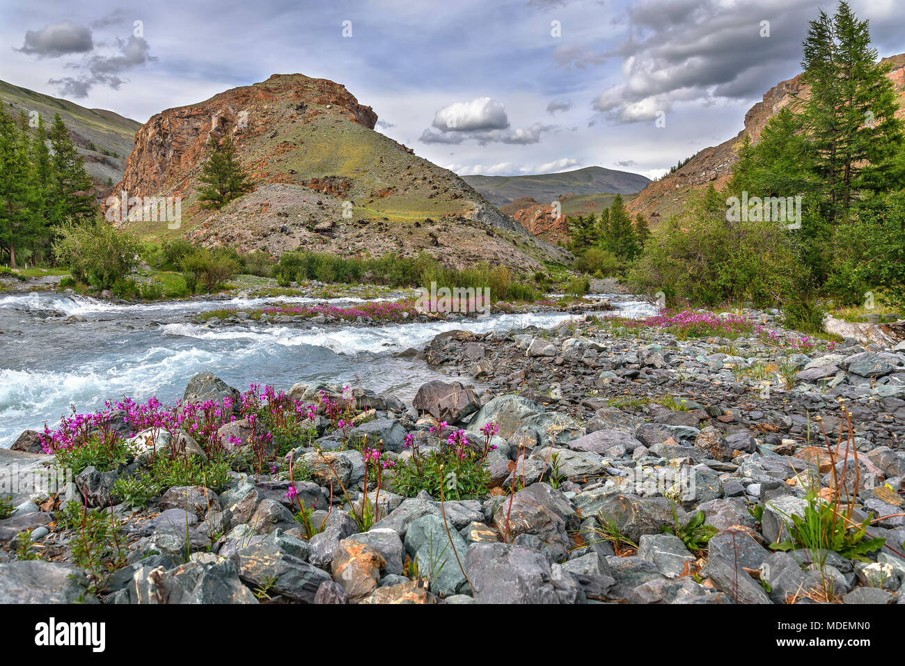 Bright pink flowers Epilobium among the stones on the river bank against the backdrop of mountains, trees, blue sky and clouds Stock Photo