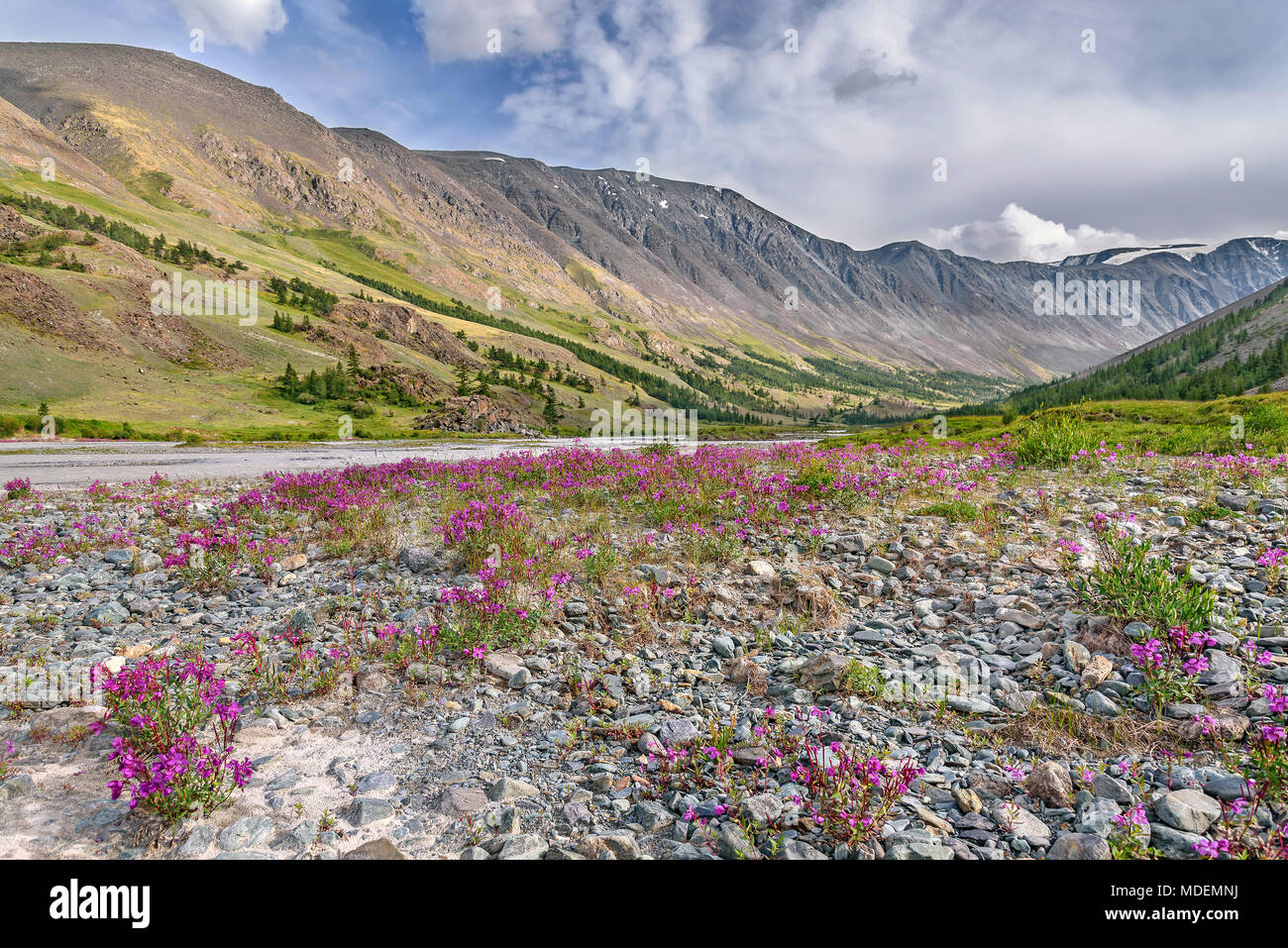 Bright pink flowers Epilobium among the stones on the river bank against the backdrop of mountains, trees, blue sky and clouds Stock Photo